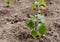 Young shoots of seedlings the bell peppers. Closeup view of young paprika sprouts in the soil. Agriculture and vegetable growing.