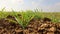 Young shoots of spring wheat in a field. UK