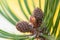 Young Shoots, Sprouts Of Small Cone Of Pine Mountain Pinus Mugo