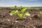 Young shoots of sugar beet