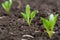 Young shoots of sugar beet