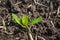 young shoots of sugar beet at spring time