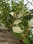 Young shoots of white banyan tree