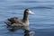 Young short-tailed albatross sitting on the ocean water summer d