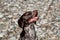 Young shorthaired kurtzhaar. Portrait of dog breed pointers on background of pebble beach. Beautiful brown spotted hunting dog