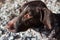 Young shorthaired kurtzhaar. Portrait of dog breed pointers on background of pebble beach. Beautiful brown spotted hunting dog