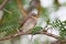 Young shrike