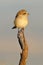 Young shrike poses from its watchtower