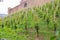 Young, shrubs, vine, Mala, vineyard, on a hillside, under a castle, Production, wine, Organic, cultivation, Wine, juice, grape, Ri