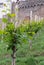 Young, shrubs, vine, Mala, vineyard, on a hillside, under a castle, Production, wine, Organic, cultivation, Wine, juice, grape, Ri