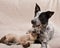 Young Siamese cat and a young dog lying together