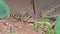 Young Siamese Crocodile in nature.