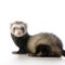 Young siamese sable Ferret kit