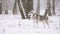 Young Siberian Husky Dog Running Outdoor In Winter Snowy Forest.