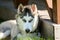 Young Siberian Husky in the garden