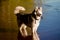 A young Siberian husky male dog is on lake, river, in water. A dog has grey and white fur.Siberian Husky dog outdoor