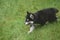 Young siberian puppy walking through grass