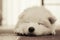 Young Siberian Samoyed puppy sleep