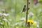 Young Siberian Stonechat on a Ligularia dentat in summer plateau