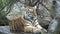 Young siberian tiger cub sitting