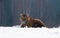 Young siberian tiger having fun with piece of snow - Panthera tigris altaica