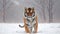 A young Siberian tiger in a snowy winter landscape, with the tiger\\\'s striped fur and intense eyes