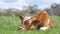 Young sick of thirsty calf resting on green pasture grass on summer day. Feeding of cattle on farm grassland