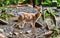 Young sika deer in Nara Park