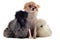 Young Silkies and chihuahua