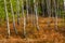 Young silver birch forest thicket in Mazovia Landscape Park town of Otwock, Poland