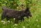 Young Silver Fox (Vulpes vulpes) Stalks Right