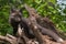 Young Silver Fox (Vulpes vulpes) Stands on Roots with One Ear Ba