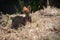 Young silver rabbit looking for food