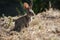 Young silver rabbit looking for food