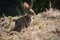 Young silver rabbit looking for food