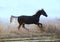 The young silvery-black stallion galloping on a morning meadow