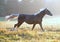 The young silvery-black stallion galloping on a morning meadow