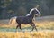 The young silvery-black stallion galloping on a morning meadow