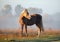 The young silvery-black stallion  on a morning meadow