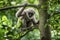 Young silvery gibbon