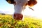 Young Simmental cattle backlit by the sun