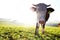 Young Simmental cattle backlit by the sun