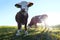 Young Simmental cattle with horns and bell in the back light on the pasture