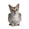 Young Singapura cat on white background