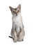 Young Singapura cat on white background