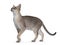 Young Singapura cat on white background