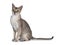 Young Singapura cat on white background