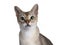 Young Singapura cat on white background