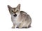 Young Singapura cat on white background