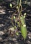 The young single Sausage tree fruit ,Kigelia africana or Bignoniaceae fruit with a bunch of its flower.